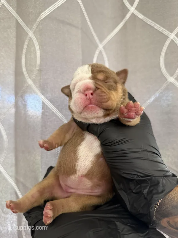 Bella – English Bulldog puppy for sale in Scottsdale, AZ