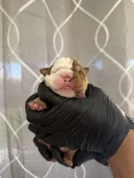 Bella, a female English Bulldog for sale in Scottsdale, AZ – Photo 4 of 7