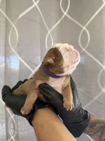 Bella, a female English Bulldog for sale in Scottsdale, AZ – Photo 6 of 7