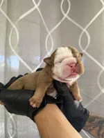 Bella, a female English Bulldog for sale in Scottsdale, AZ – Photo 5 of 7