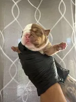 Bella, a female English Bulldog for sale in Scottsdale, AZ – Photo 2 of 7