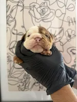 Bella, a female English Bulldog for sale in Scottsdale, AZ – Photo 6 of 6