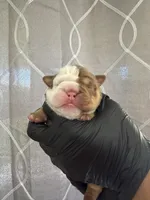 Bella, a female English Bulldog for sale in Scottsdale, AZ – Photo 3 of 7