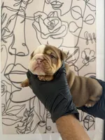 Bella, a female English Bulldog for sale in Scottsdale, AZ – Photo 3 of 6