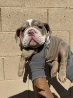 Max, a male English Bulldog for sale in Scottsdale, AZ – 4 of 10