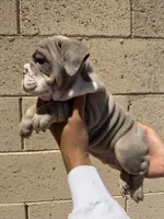 Max, a male English Bulldog for sale in Scottsdale, AZ – 10 of 10