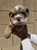 Max, a male English Bulldog for sale in Scottsdale, AZ – 6 of 10