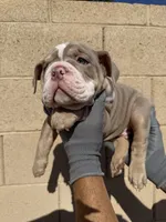 Max, a male English Bulldog for sale in Scottsdale, AZ – 3 of 10
