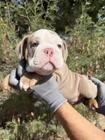 Felix , a male English Bulldog for sale in Scottsdale, AZ – 8 of 9