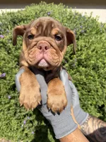 Violet , a female English Bulldog for sale in Scottsdale, AZ – 5 of 8