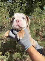 Felix , a male English Bulldog for sale in Scottsdale, AZ – 2 of 9