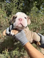 Felix , a male English Bulldog for sale in Scottsdale, AZ – 3 of 9