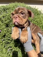 Violet , a female English Bulldog for sale in Scottsdale, AZ – 7 of 8