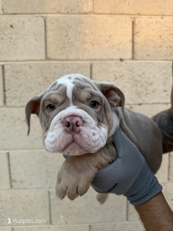 Max – English Bulldog puppy for sale in Scottsdale, AZ