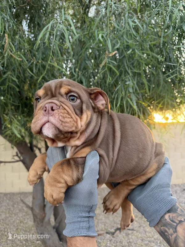 Bomber ll – English Bulldog puppy for sale in Scottsdale, AZ