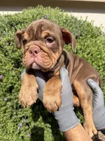 Violet , a female English Bulldog for sale in Scottsdale, AZ – 6 of 8