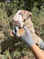 Felix , a male English Bulldog for sale in Scottsdale, AZ – 9 of 9