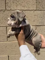 Max, a male English Bulldog for sale in Scottsdale, AZ – 9 of 10