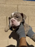 Max, a male English Bulldog for sale in Scottsdale, AZ – 2 of 10
