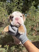 Felix , a male English Bulldog for sale in Scottsdale, AZ – 1 of 9