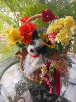 Puppies , a male Maltipoo for sale in Fort Lauderdale, FL – Photo 9 of 10