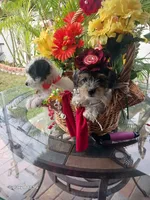 Puppies , a male Maltipoo for sale in Fort Lauderdale, FL – Photo 8 of 10