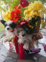 Puppies , a male Maltipoo for sale in Fort Lauderdale, FL – Photo 7 of 10