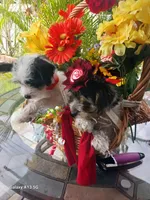 Puppies , a male Maltipoo for sale in Fort Lauderdale, FL – Photo 6 of 10