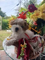 Puppies , a male Maltipoo for sale in Fort Lauderdale, FL – Photo 3 of 10