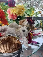 Puppies , a male Maltipoo for sale in Fort Lauderdale, FL – Photo 4 of 10