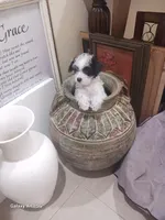 Puppies , a male Maltipoo for sale in Fort Lauderdale, FL – Photo 1 of 10