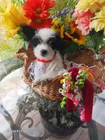 Puppies , a male Maltipoo for sale in Fort Lauderdale, FL – Photo 5 of 10