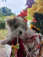 Puppies , a male Maltipoo for sale in Fort Lauderdale, FL – Photo 2 of 10