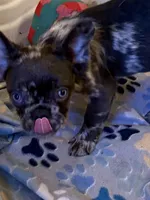 Romeo , a male French Bulldog for sale in Burlington, NC – 3 of 4