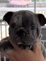 Berlin, a male French Bulldog for sale in Burlington, NC – 2 of 3