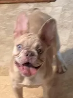 Champion line akc Lightning , a male French Bulldog for sale in Burlington, NC – 4 of 6