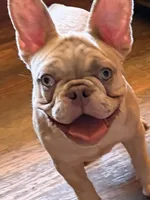 Champion line akc Lightning , a male French Bulldog for sale in Burlington, NC – 5 of 6