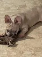Champion line akc Lightning , a male French Bulldog for sale in Burlington, NC – 2 of 6