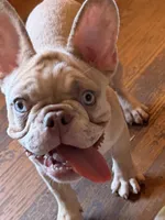 Champion line akc Lightning , a male French Bulldog for sale in Burlington, NC – 6 of 6