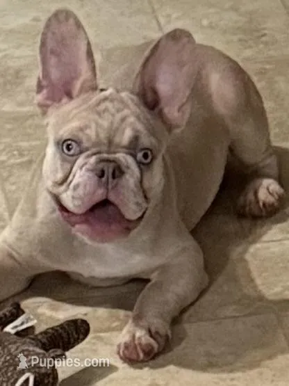 Champion line akc Lightning  – French Bulldog puppy for sale in Burlington, NC