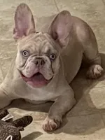 Champion line akc Lightning , a male French Bulldog for sale in Burlington, NC – 1 of 6