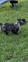 Romeo, a male French Bulldog for sale in Burlington, NC – 2 of 3