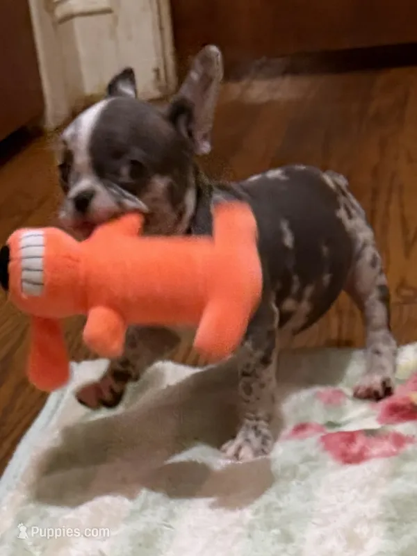 Napoleona – French Bulldog puppy for sale in Burlington, NC
