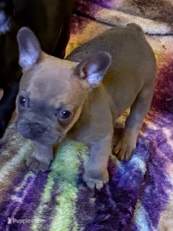 Teddy bear  – French Bulldog puppy for sale in Burlington, NC