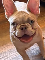 Lightning , a male French Bulldog for sale in Burlington, NC – 2 of 2