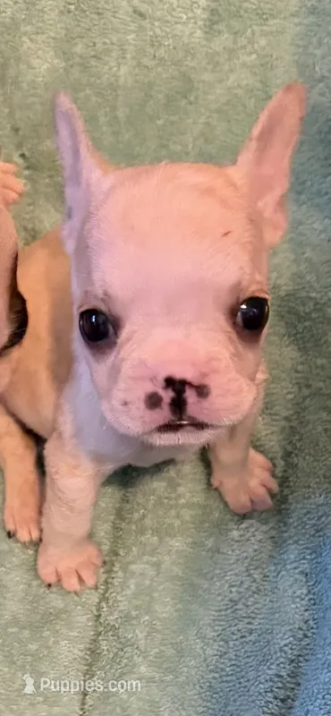 Jonathan – French Bulldog puppy for sale in Burlington, NC