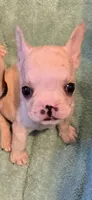 Jonathan, a male French Bulldog for sale in Burlington, NC – 1 of 6