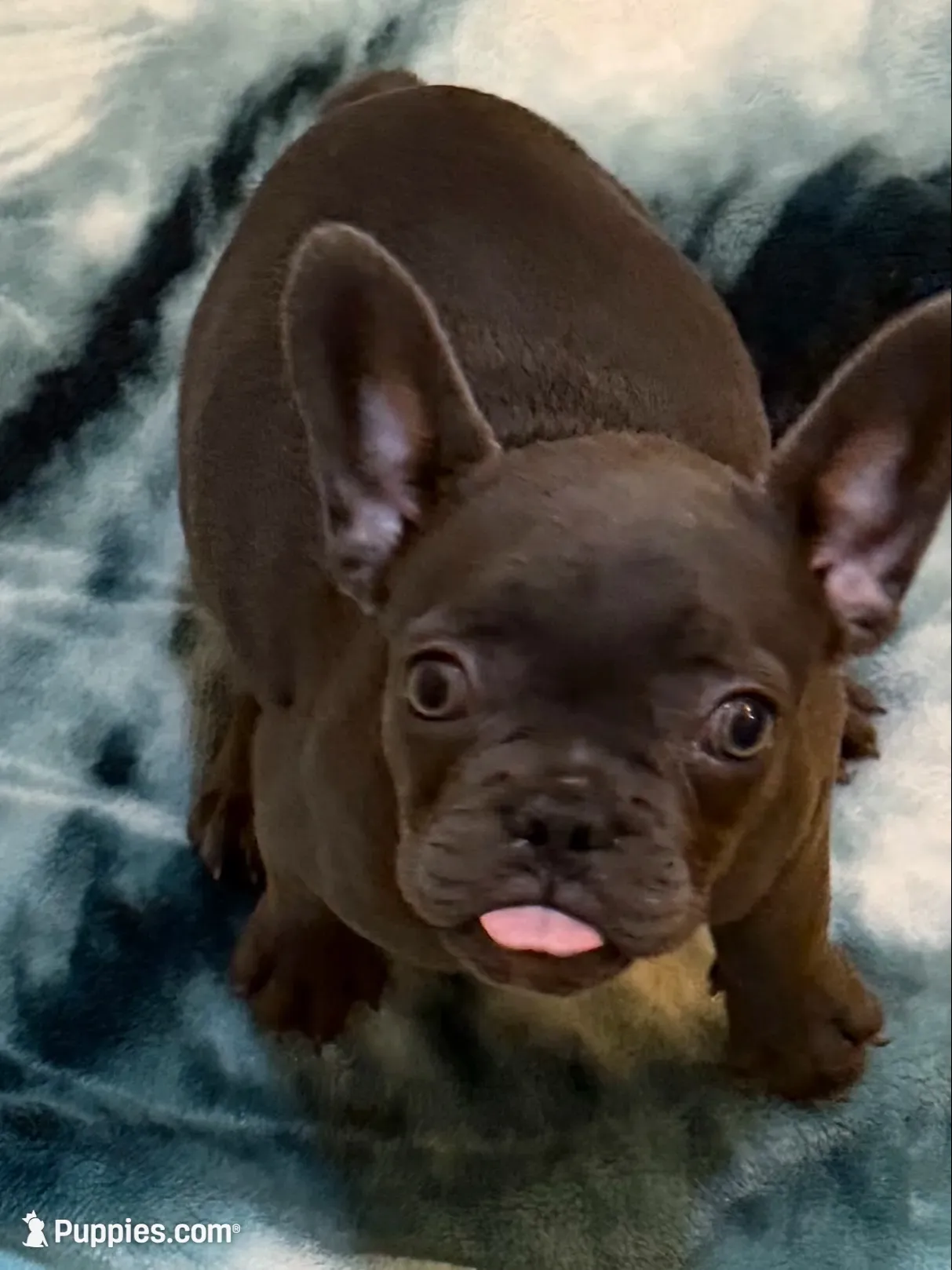 Napoleona , a female French Bulldog for sale in Burlington, NC – 4 of 6