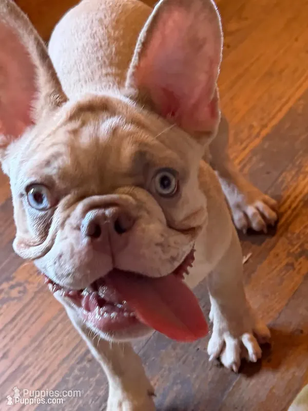 Lightning  – French Bulldog puppy for sale in Burlington, NC
