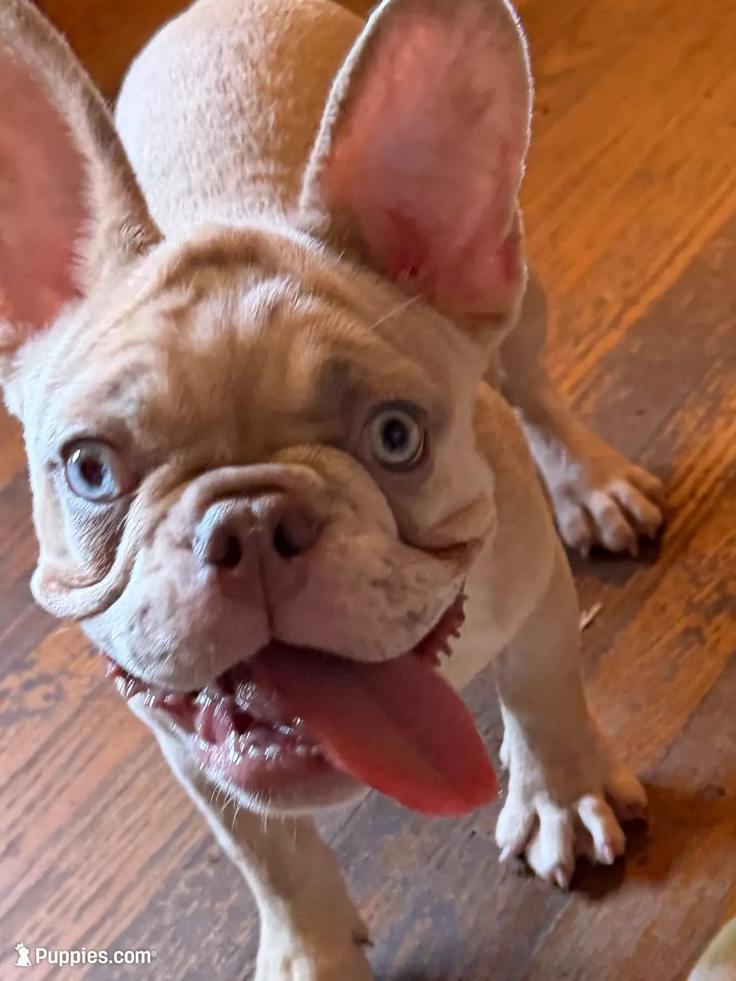 Lightning , a male French Bulldog for sale in Burlington, NC – 1 of 2